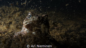Resurrection Of Bufo Bufo by Ari Nieminen 